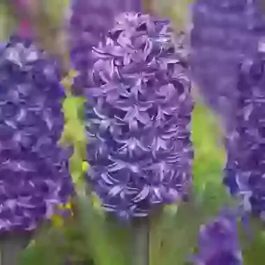 Blue Trophy